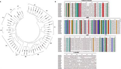 Auxin Response Factor 2A Is Part of the Regulatory Network Mediating Fruit Ripening Through Auxin-Ethylene Crosstalk in Durian